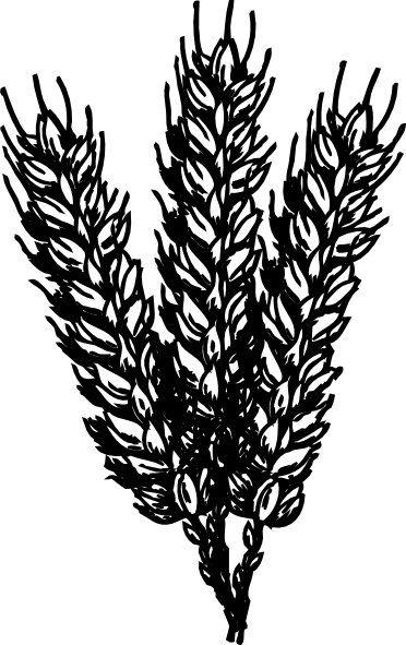 372x591 Collection Of Free Wheat Drawing Head Download On Ui Ex - Wheat Stalk Drawing