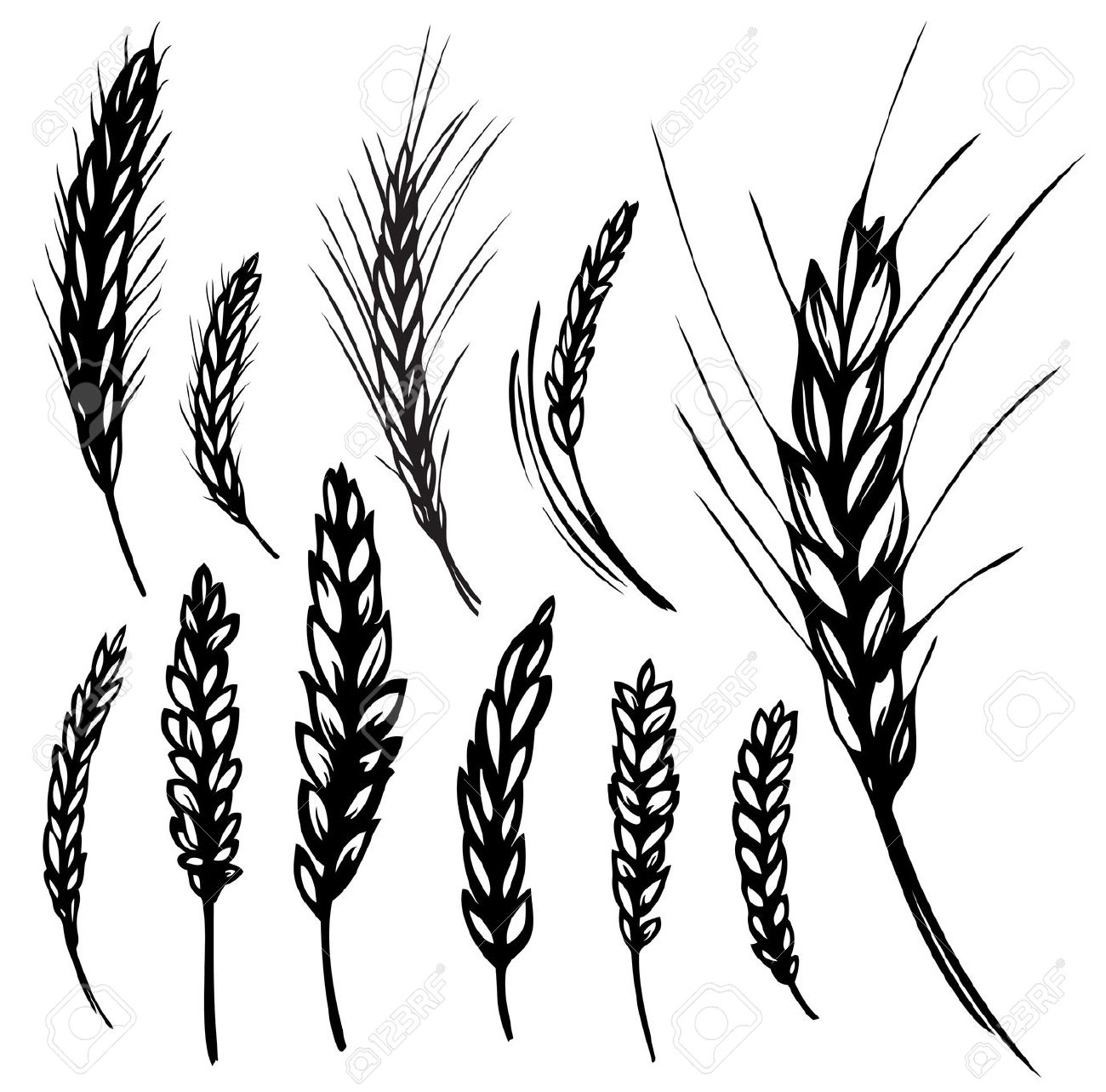 1300x1283 Drawing Vector Wheat For Free Download - Wheat Stalk Drawing