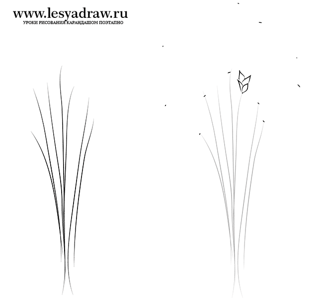 650x600 How To Draw Wheat Stalks - Wheat Stalk Drawing