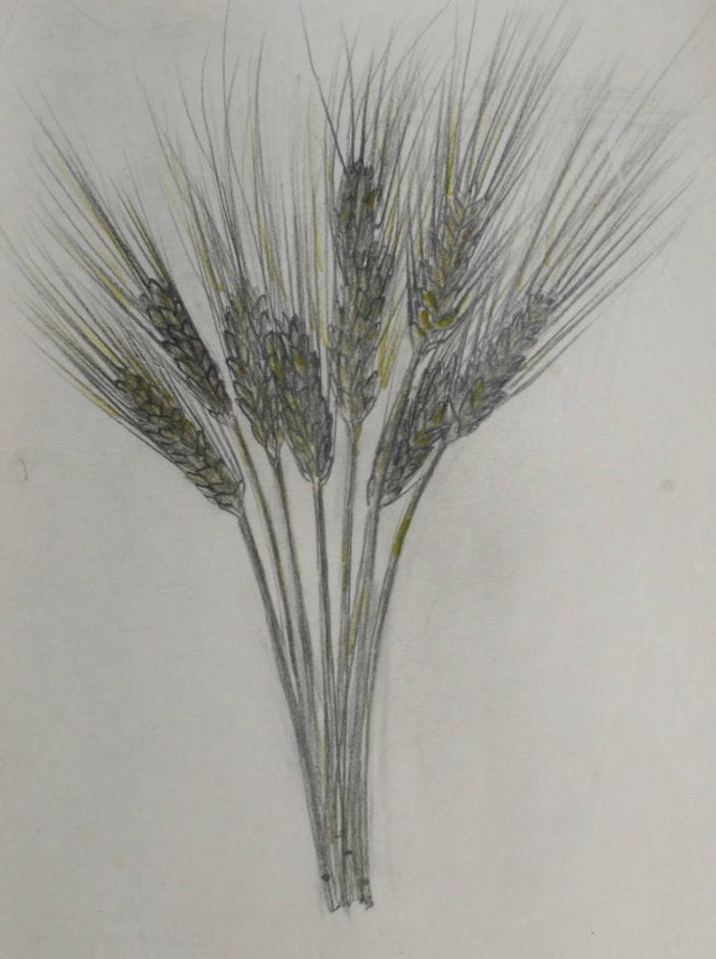 794x1064 Pencil Drawing Of Wheat Stalk Etsy - Wheat Stalk Drawing