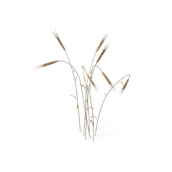 600x600 Wheat Png Images Psds For Download Pixelsquid - Wheat Stalk Drawing