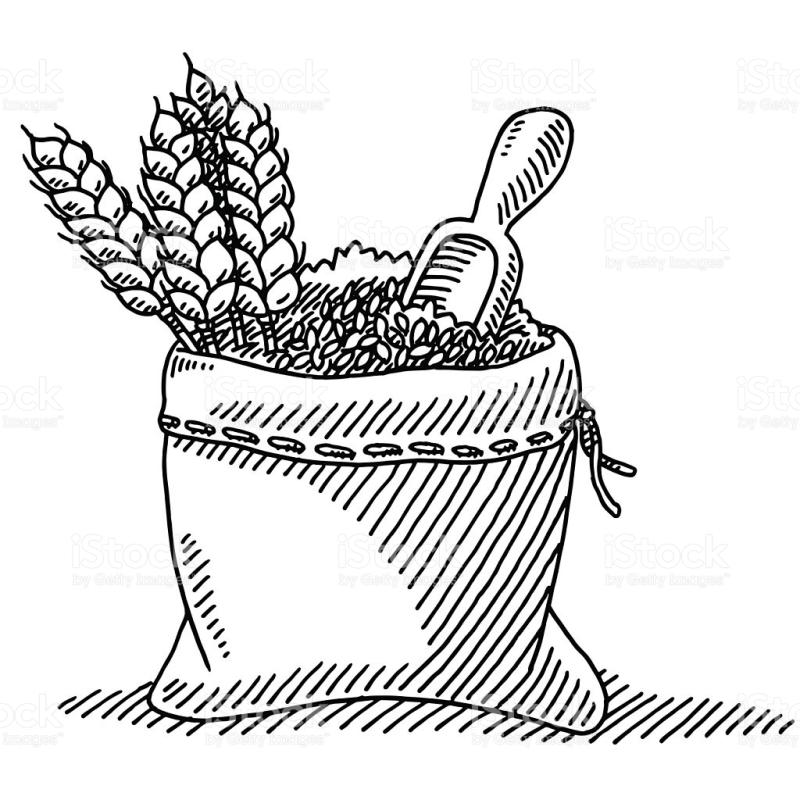 800x800 Wheat Stalk Drawing - Wheat Stalk Drawing