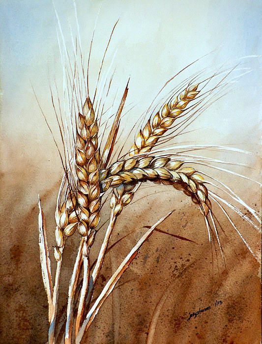 533x700 Wheat Stalk Painting - Wheat Stalk Drawing