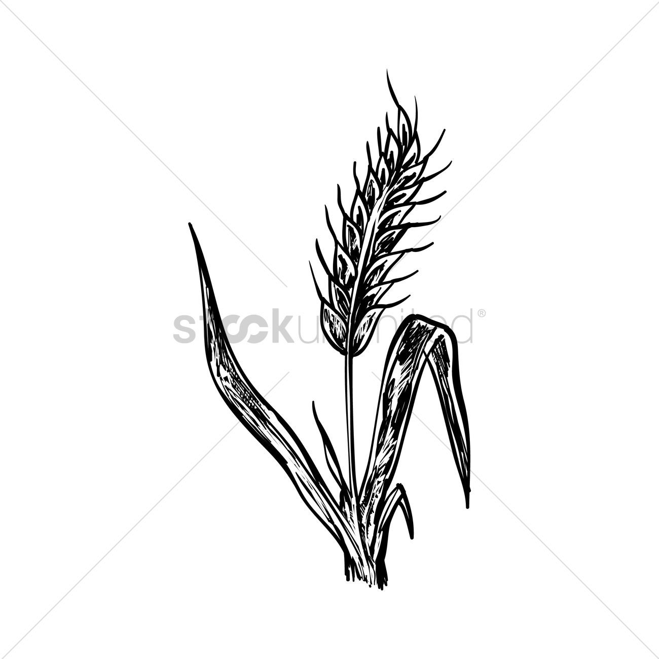 1300x1300 Wheat Stalk Vector Image - Wheat Stalk Drawing