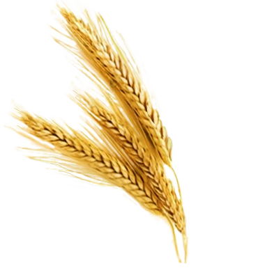 400x385 Barley Vector Wheat Stalk Huge Freebie! Download For Powerpoint - Wheat Stalk Drawing