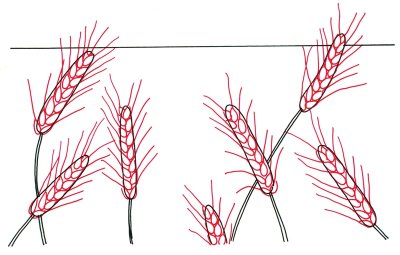 400x255 Add Kernels - Wheat Stalk Drawing