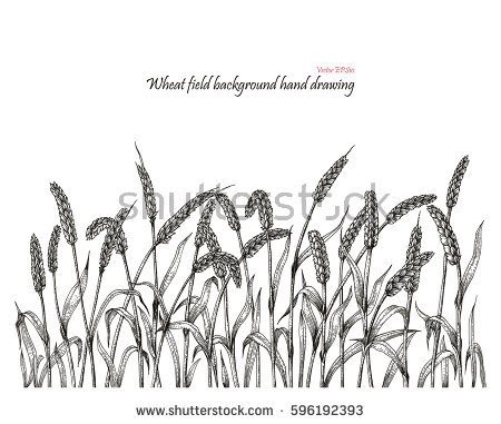 450x381 Grain Clipart Wheat Stalk Free Clip Art Stock Illustrations - Wheat Stalk Drawing