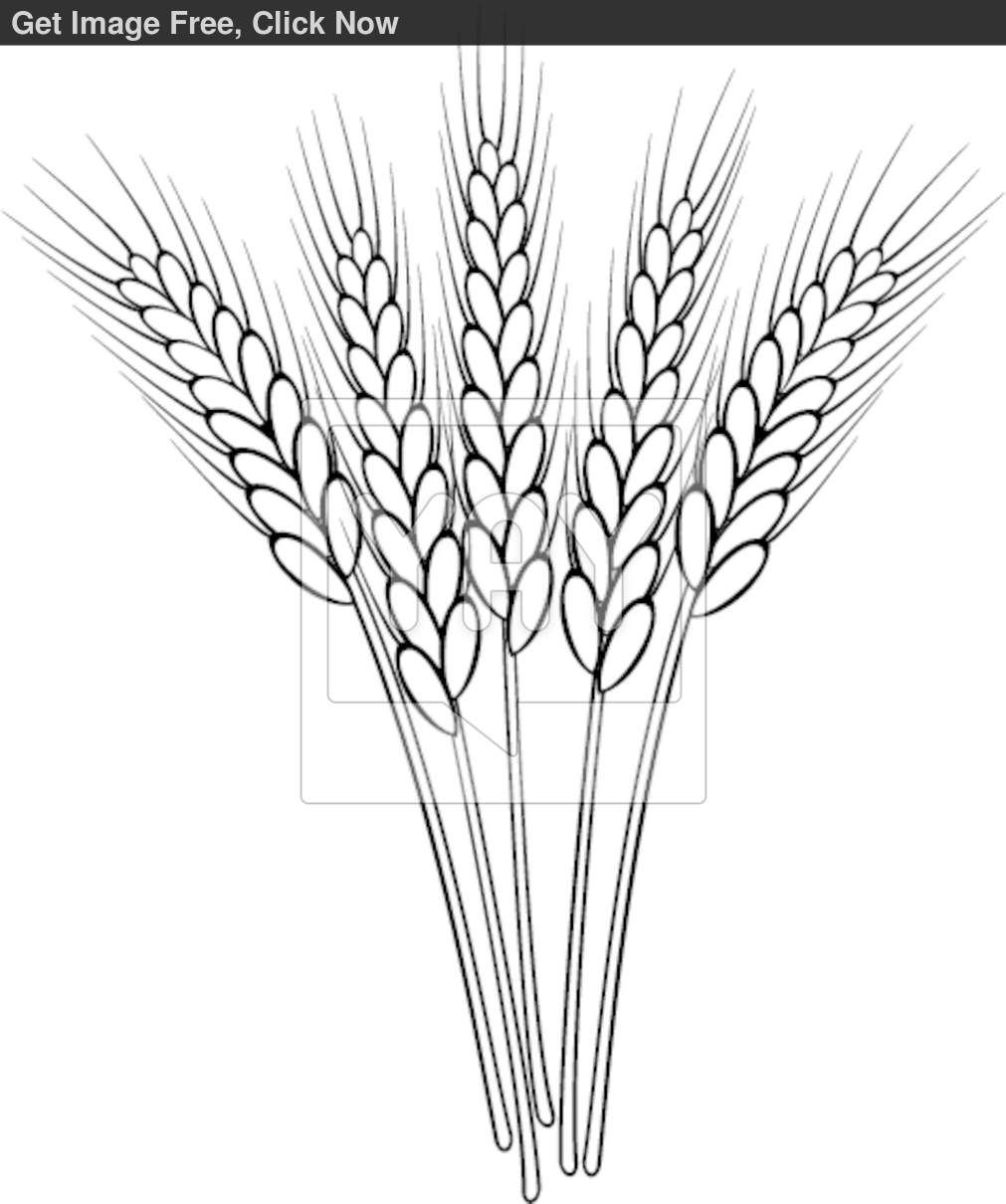 1011x1210 Wheat Drawing Rice Stalk For Free Download - Wheat Stalk Drawing