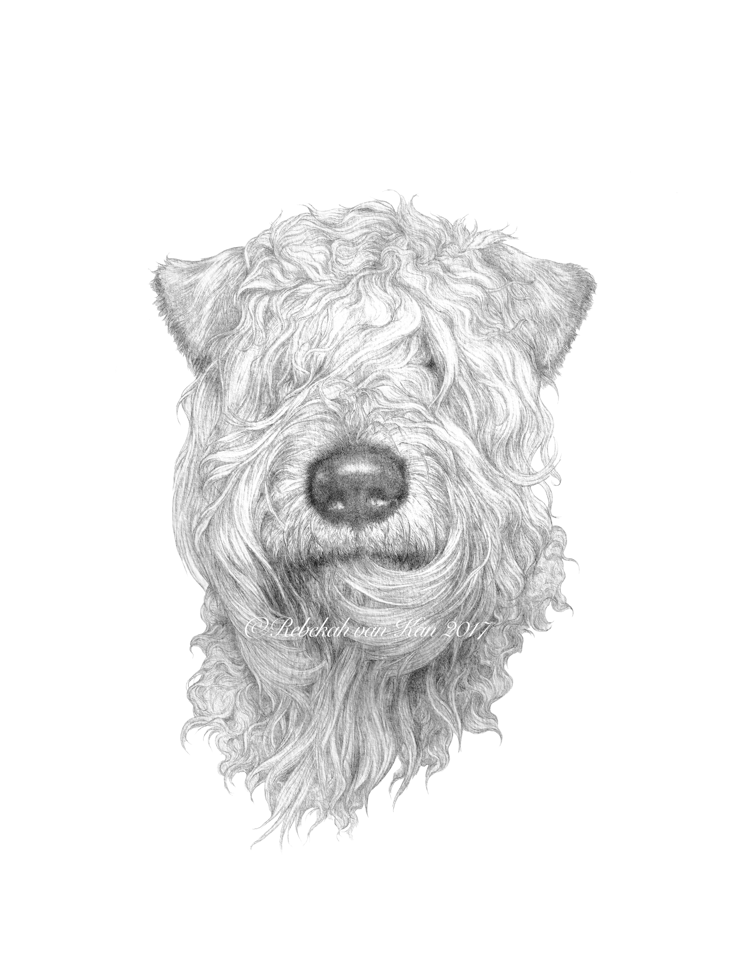 2500x3235 irish soft coated wheaten terrier graphite drawing - Wheaten Terrier Drawing