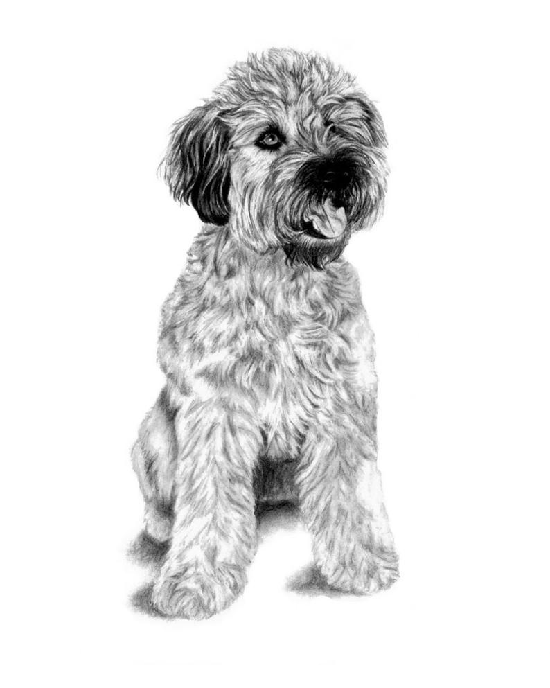 Wheaten Terrier Drawing at Explore collection of