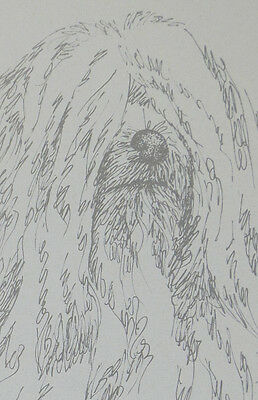 258x400 soft coated wheaten terrier word drawing kline adds dogs name - Wheaten Terrier Drawing