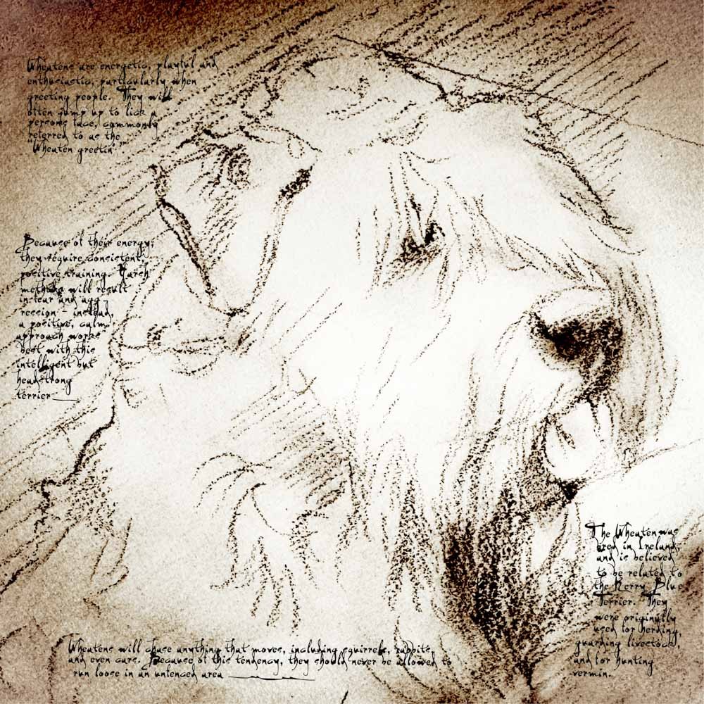 1000x1000 soft coated wheaten face detail of a da vinci style drawing - Wheaten Terrier Drawing