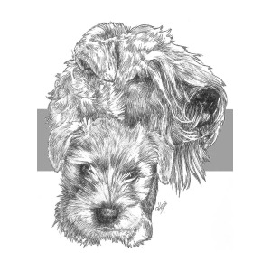 300x300 soft coated wheaten terrier and pup drawing - Wheaten Terrier Drawing