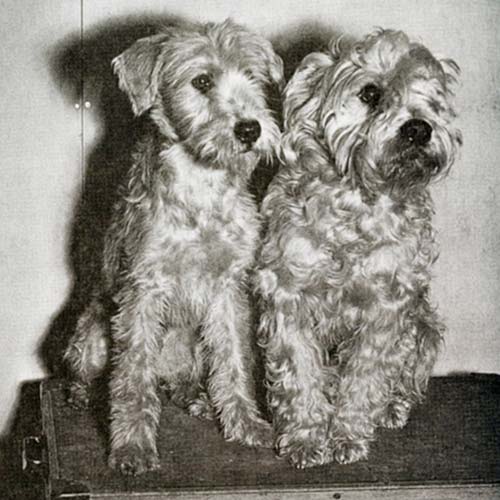 500x500 soft coated wheaten terrier dog breed information - Wheaten Terrier Drawing