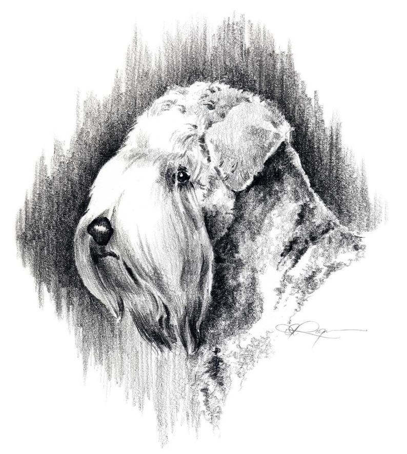 794x885 soft coated wheaten terrier dog pencil drawing art print - Wheaten Terrier Drawing