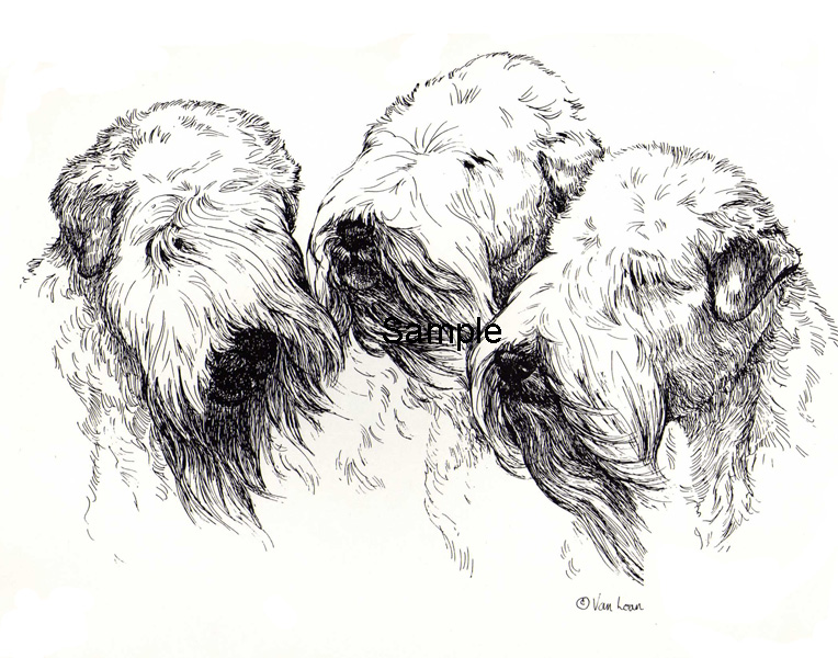 764x600 soft coated wheaten terrier the trio - Wheaten Terrier Drawing