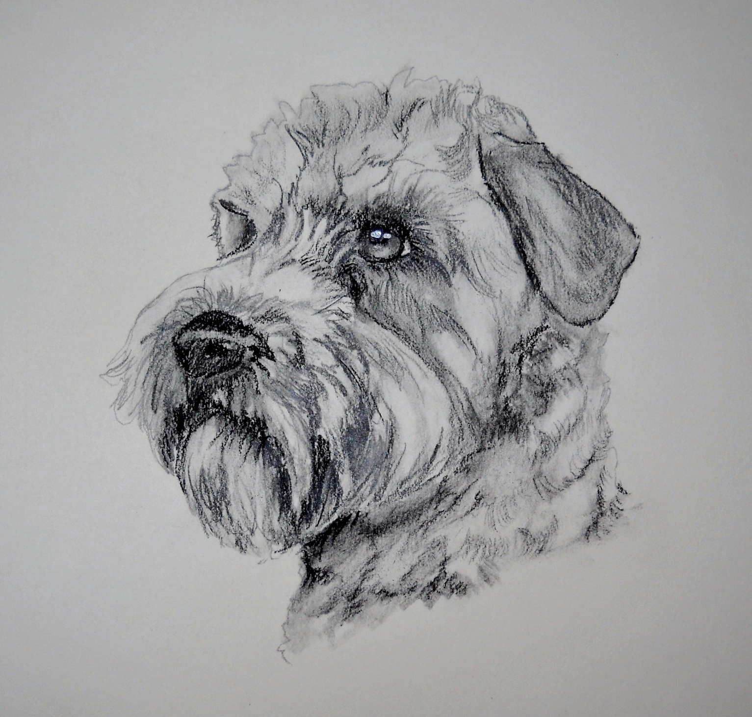 Wheaten Terrier Drawing at PaintingValley.com | Explore collection of ...