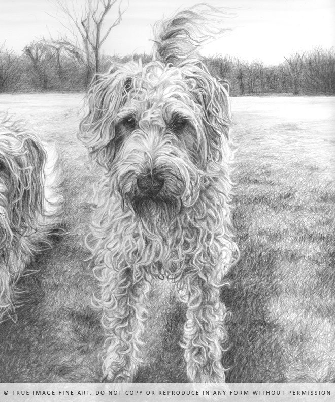 660x790 balhu, jester and mutley true image fine art - Wheaten Terrier Drawing