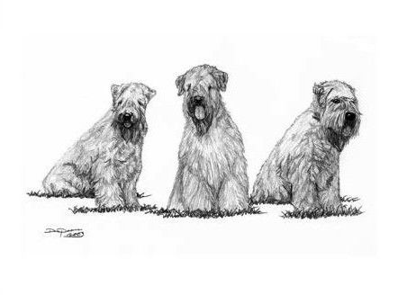442x328 wheaten terrier drawing i just purchased from ebay! wheaten - Wheaten Terrier Drawing