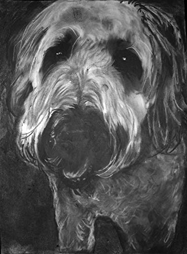 369x500 wheaten terrier gift, wheaten terrier charcoal art print, wheaten - Wheaten Terrier Drawing