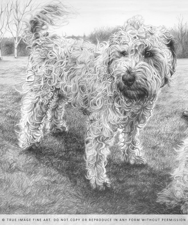 660x790 wheaten terrier line drawing keyword data - Wheaten Terrier Drawing