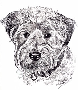 259x300 wheaten terrier animal art - Wheaten Terrier Drawing