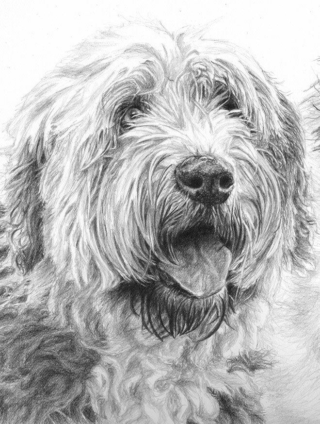 Wheaten Terrier Drawing at Explore collection of