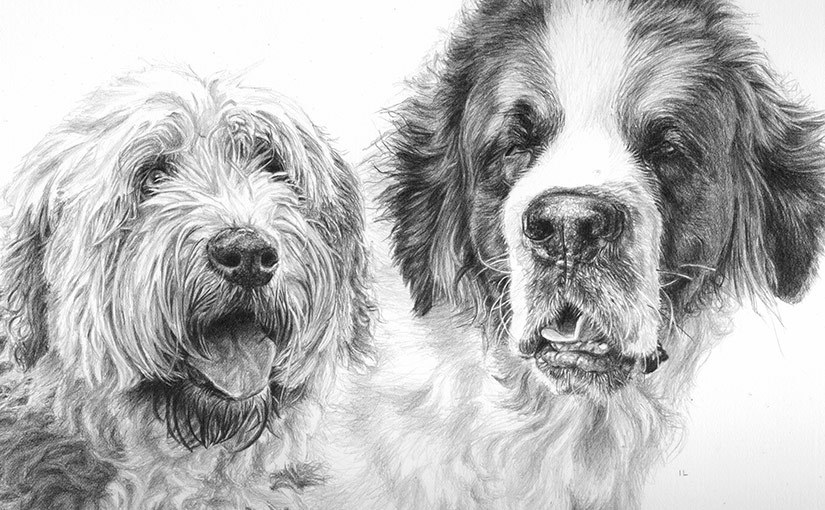 825x510 wheaten terrier st bernard drawing true image fine art - Wheaten Terrier Drawing