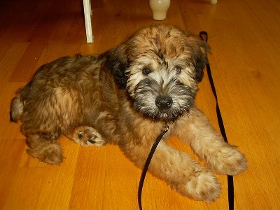 400x300 dog - Wheaten Terrier Drawing