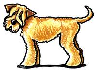 200x149 drawing soft coated wheaten terrier artwork for sale on fine art - Wheaten Terrier Drawing