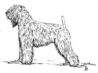 200x149 information on the soft coated wheaten terrier - Wheaten Terrier Drawing