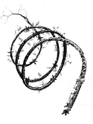 365x488 vine whip weapon dnd items familiars weapons, fantasy - Whip Drawing