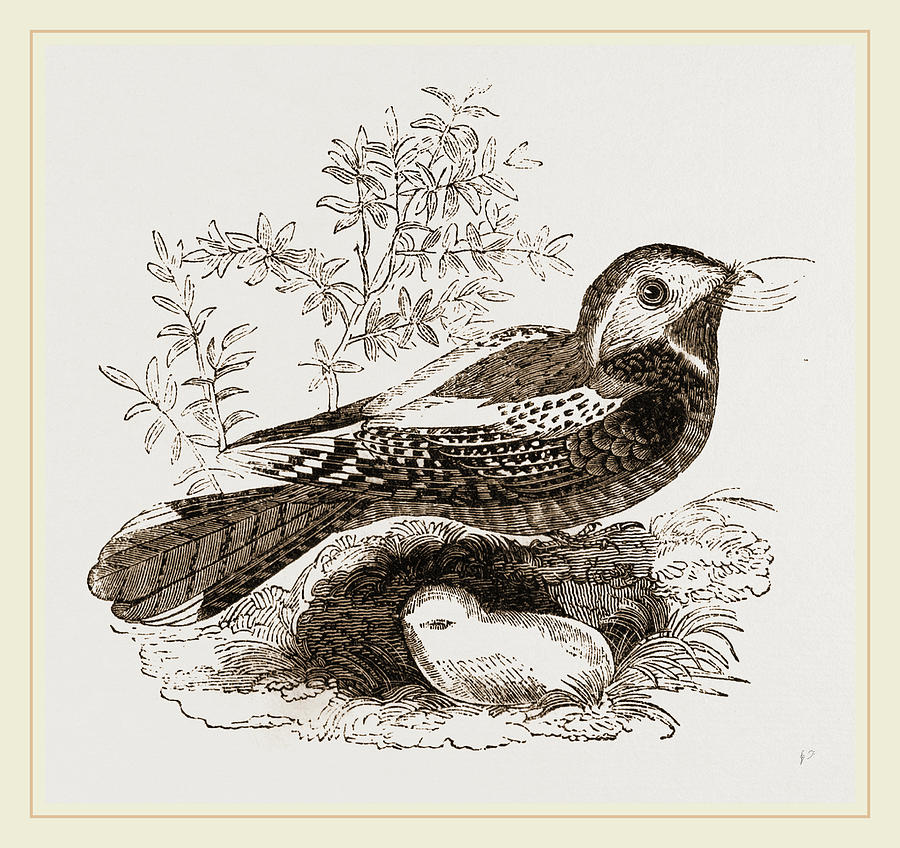 900x848 whip poor drawing - Whip Drawing