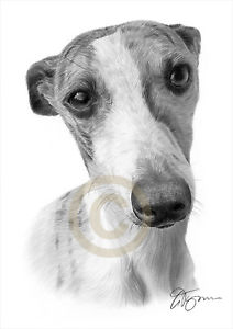 212x300 Whippet Dog Artwork - Whippet Drawing