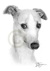 212x300 Whippet Dog Pencil Drawing Art Print Signed Artwork - Whippet Drawing