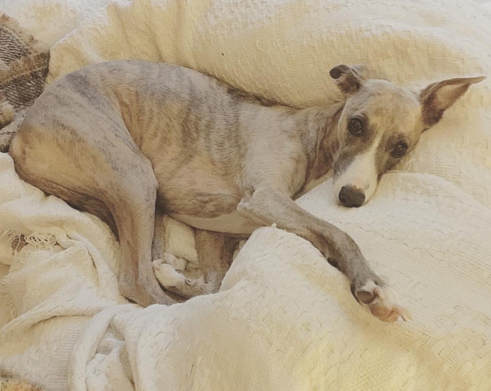 1000x797 Whippet Drawing Dog Art Lucian Freud Caroline Towning London - Whippet Drawing