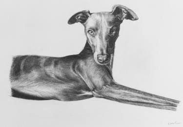 375x261 Whippet Pencil Drawing Drawing - Whippet Drawing