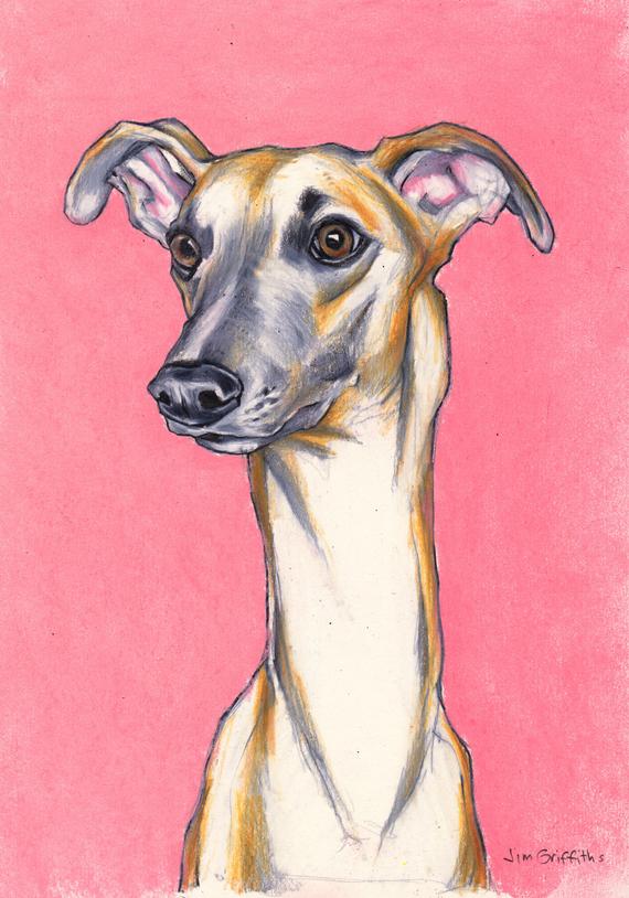 570x814 Whippet Drawing Art Print A Print From An Original Colour Etsy - Whippet Drawing