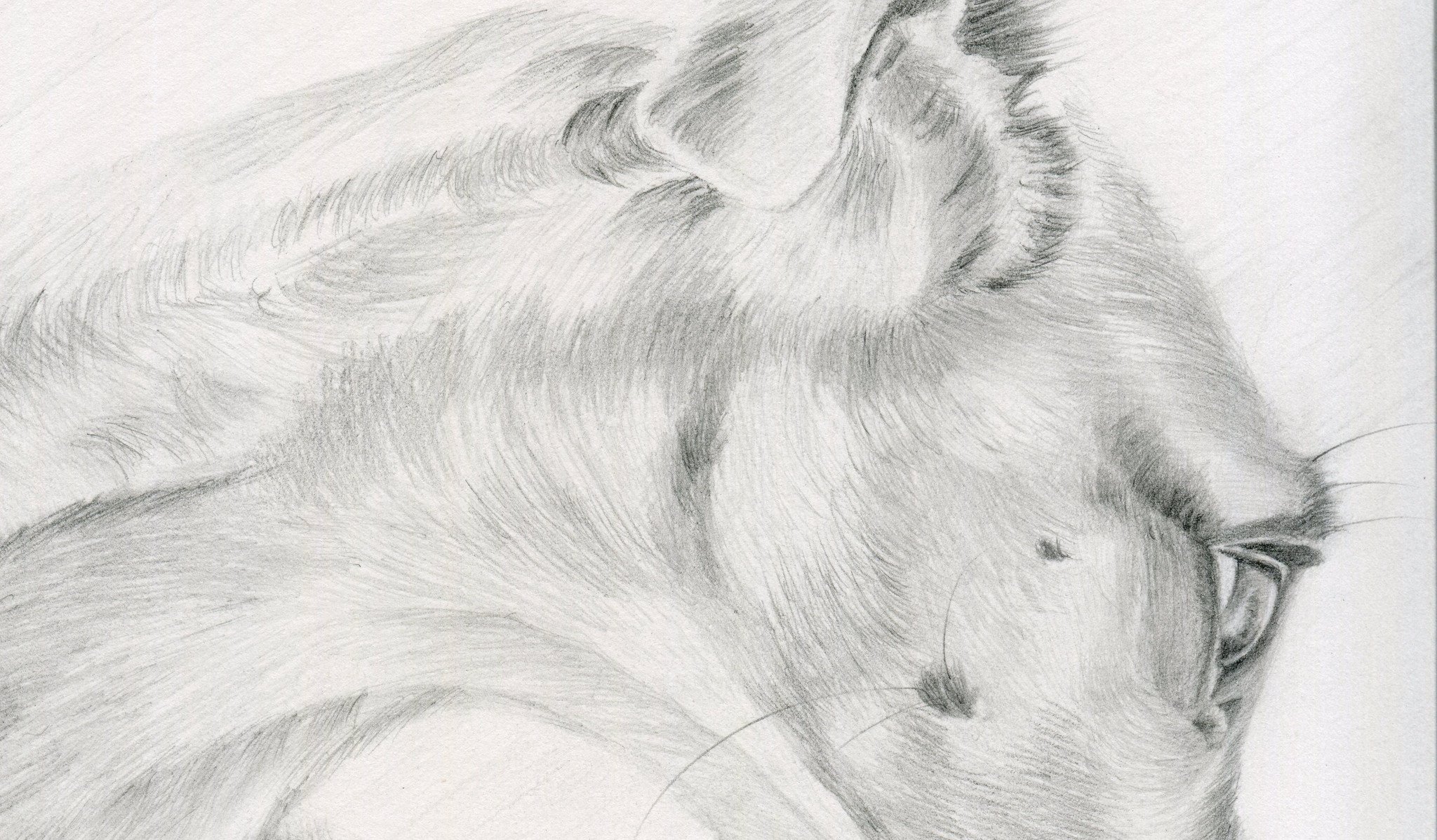 2048x1198 Whippet Pencil Drawing Fine Art Print Paulette Farrell - Whippet Drawing