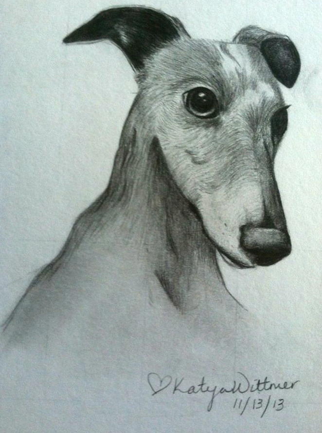 662x888 Willy The Whippet Drawing - Whippet Drawing
