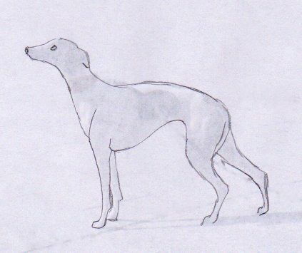 423x355 Whippet Drawing - Whippet Drawing