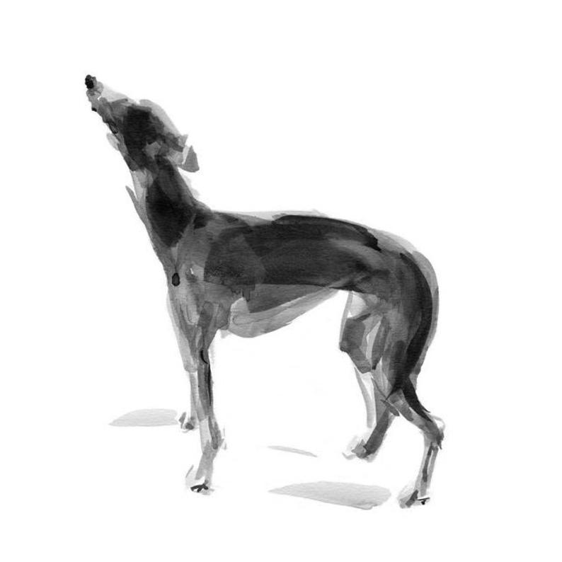 Whippet Drawing At Paintingvalley Com Explore Collection Of