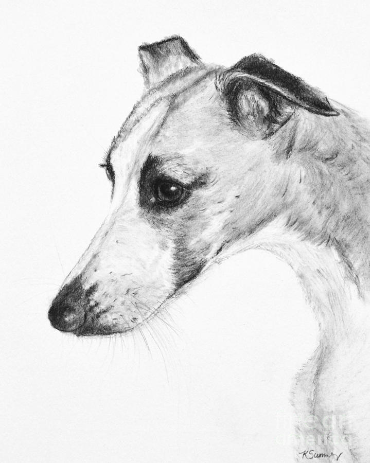 719x900 Elegant Whippet Painting - Whippet Drawing