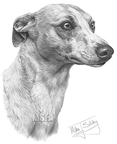 405x500 Gdf Galleries Whippet Drawing Giclee Print - Whippet Drawing