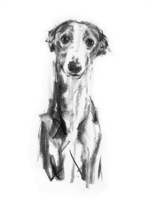 600x804 Gentle Whippet - Whippet Drawing