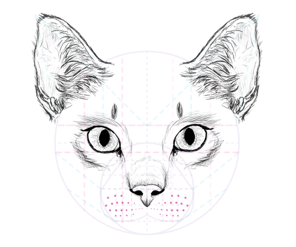 600x502 how to draw animals cats and their anatomy - Whisker Drawing