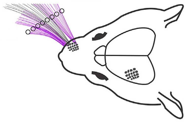750x500 a mouse's view of the world, as seen through its whiskers - Whisker Drawing