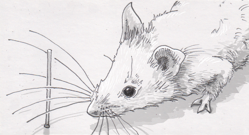 824x447 mice map their world - Whisker Drawing