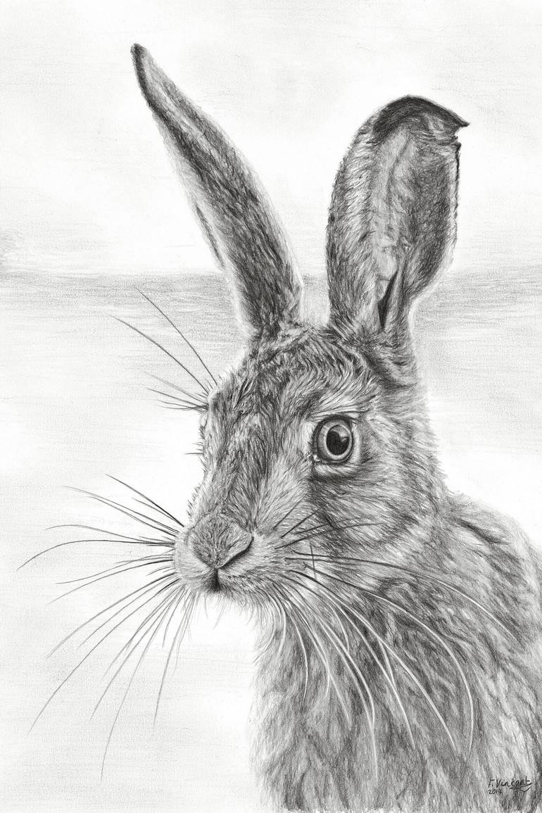 Whisker Drawing at PaintingValley.com | Explore collection of Whisker ...