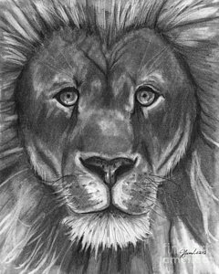 240x300 whisker drawings fine art america - Whisker Drawing